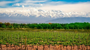 DÍA 12 – MENDOZA | BODEGAS DEL VALLE DE UCO