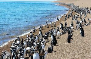 DÍA 12 – PUERTO MADRYN | PENÍNSULA VALDÉS + BALLENAS + ESTANCIA SAN LORENZO