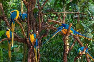 DÍA 4 – IGUAZÚ | CATARATAS BRASILEÑAS y PARQUE DAS AVES