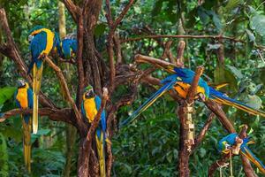 DÍA 5 – IGUAZÚ | CATARATAS BRASILEÑAS + PARQUE DAS AVES