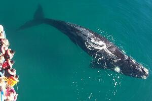 DÍA 13 – PUERTO MADRYN | PENÍNSULA VALDÉS + AVISTAJE DE BALLENAS + ESTANCIA SAN LORENZO
