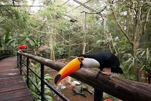 DÍA 5 – IGUAZÚ | CATARATAS BRASILEÑAS y PARQUE DAS AVES