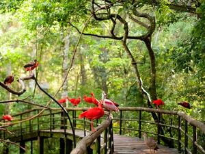 DÍA 5 – IGUAZÚ | CATARATAS BRASILEÑAS + PARQUE DAS AVES