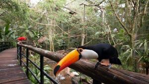 DÍA 20 – IGUAZÚ | CATARATAS BRASILEÑAS + PARQUE DAS AVES