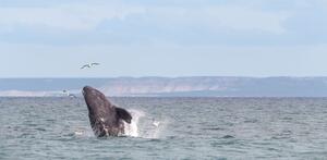 DÍA 5 – PUERTO MADRYN | PENÍNSULA VALDÉS + BALLENAS + ESTANCIA SAN LORENZO