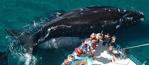 DÍA 19 – PUERTO MADRYN | PENÍNSULA VALDÉS Y AVISTAJE DE BALLENAS
