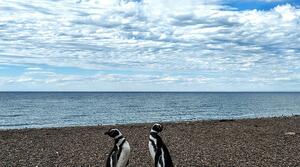 DÍA 14 – PUERTO MADRYN | PENÍNSULA VALDÉS + AVISTAJE DE BALLENAS + ESTANCIA SAN LORENZO
