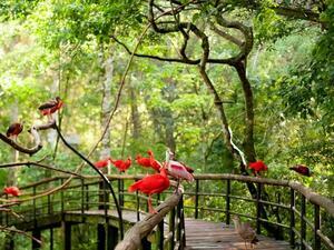 DÍA 5 – IGUAZÚ | CATARATAS BRASILEÑAS + PARQUE DAS AVES
