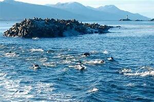 DIA 4 - USHUAIA | PARQUE NACIONAL | EXCURSION MARITIMA A ISLA LOBOS POR LA TARDE 