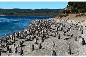 DIA 6 - USHUAIA | PIRATUR PINGUINERA CON CAMINATA