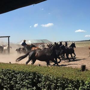 DÍA 4 – BUENOS AIRES | ESTANCIA SANTA SUSANA – FIESTA GAUCHA