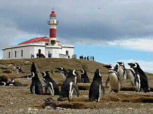 DÍA 9 – PUERTO NATALES | BUS A PUNTA ARENAS | ISLA MAGDALENA