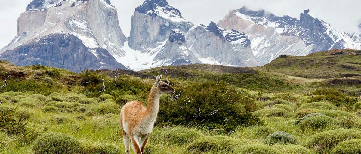 "PATAGONIA  DE ARGENTINA y CHILE con IGUAZU"