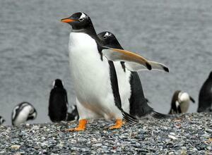 DIA 14 - USHUAIA|EXCURSION CAMINATA CON PINGUINOS PIRATUR