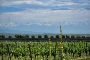 DÍA 2 – MENDOZA | CITY TOUR y BODEGAS