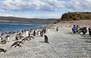 DIA 17 - USHUAIA|EXCURSION CAMINATA CON PINGUINOS 
